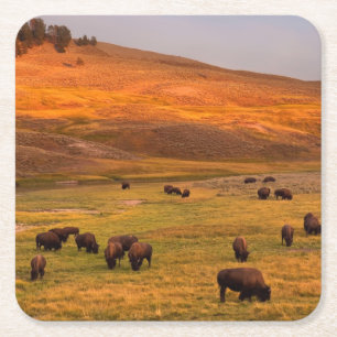 Bison som betar på backen på den Hayden dalen Underlägg Papper Kvadrat