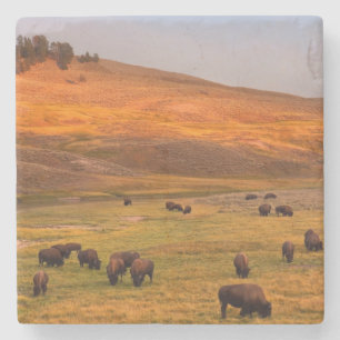 Bison som betar på backen på den Hayden dalen Underlägg Sten