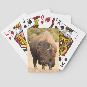 Bison Spel Kort