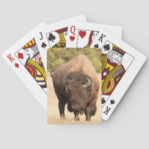 Bison Spelkort