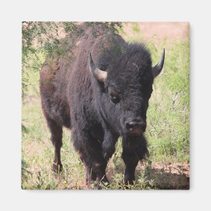 Bison stäng upp magnet