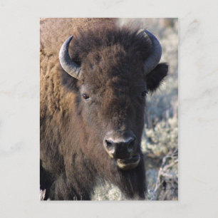 Bison stängd vykort