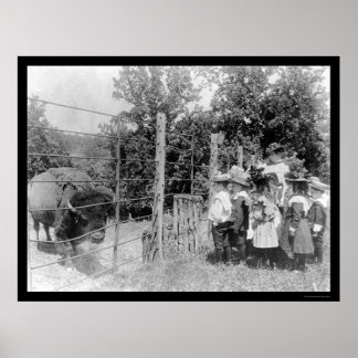Bison Staring at Children 1899 Poster