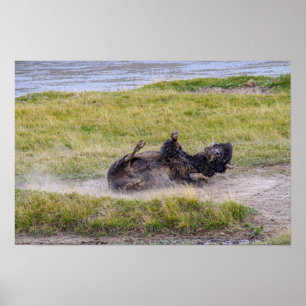 Bison Stoftbad, Yellowstone National Park Wyoming Poster