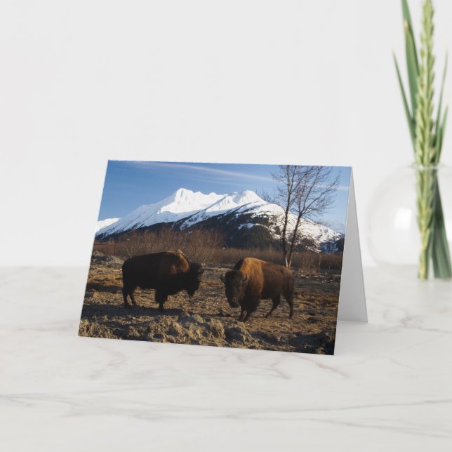 Bison Tet-a-Tet Kort (Framsida)