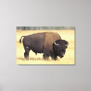 Bison-tjur i Yellowstone National Canvastryck