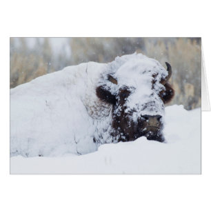 Bison-tjur, vinterdräkt hälsningskort