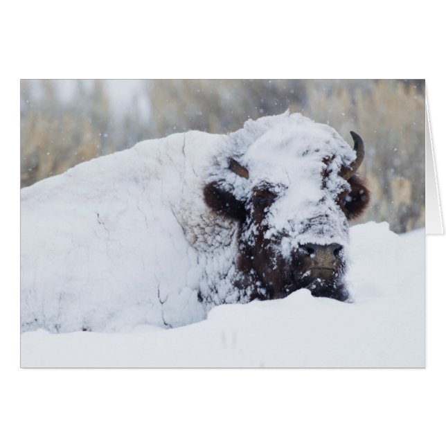 Bison-tjur, vinterdräkt hälsningskort (Framsidan Horizontal)