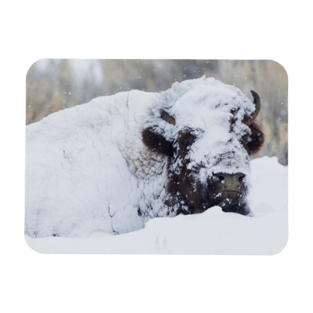 Bison-tjur, vinterdräkt magnet (Horisontell)