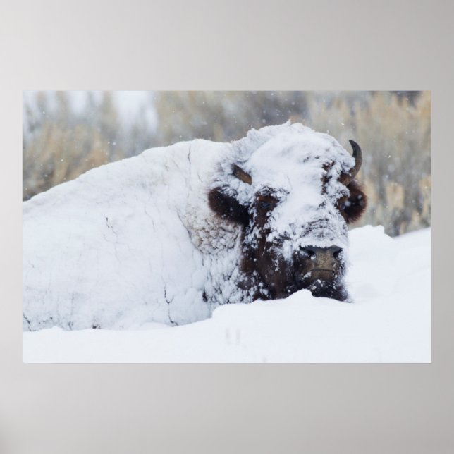 Bison-tjur, vinterdräkt poster (Framsidan)