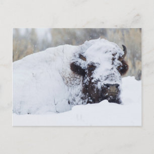 Bison-tjur, vinterdräkt vykort