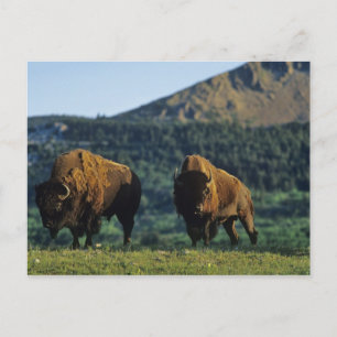 Bison-tjurar vid Waterton Lakes National Park Vykort