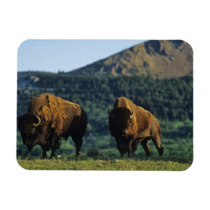 Bison-tjurar vid Waterton Lakes nationalpark Magnet