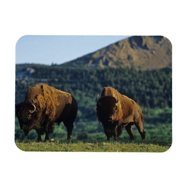 Bison-tjurar vid Waterton Lakes nationalpark Magnet (Horisontell)