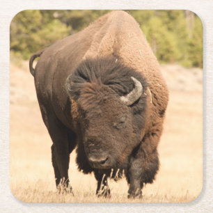 Bison Underlägg Papper Kvadrat