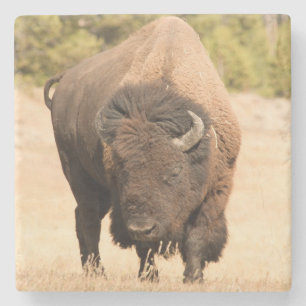 Bison Underlägg Sten