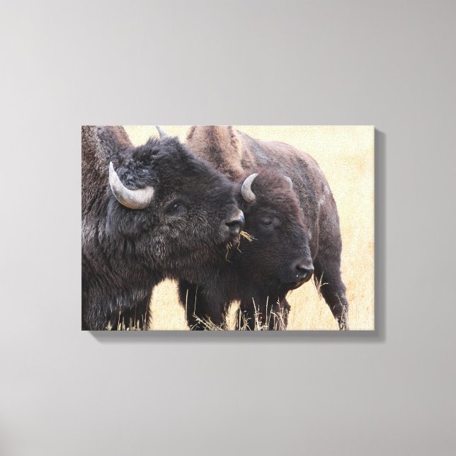 bison vänskap canvastryck (Framsida)