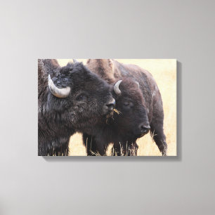 bison vänskap canvastryck