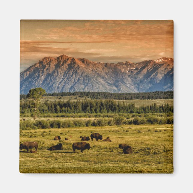 Bison vid Sunrise Magnet (Framsidan)