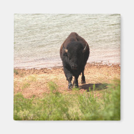 Bison vid Vatten Magnet
