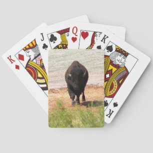 Bison vid vattnet casinokort