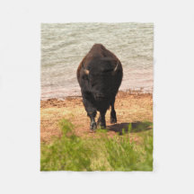 Bison vid vattnet