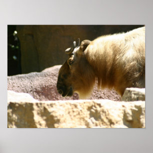 Bison vid zoo poster