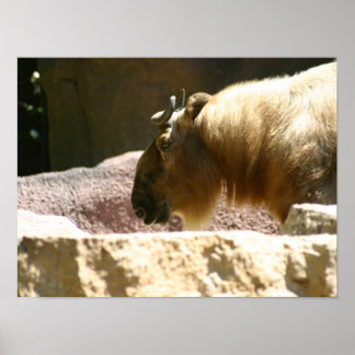 Bison vid zoo poster