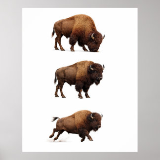 Bison Vilda Djur Väggkonst Affisch