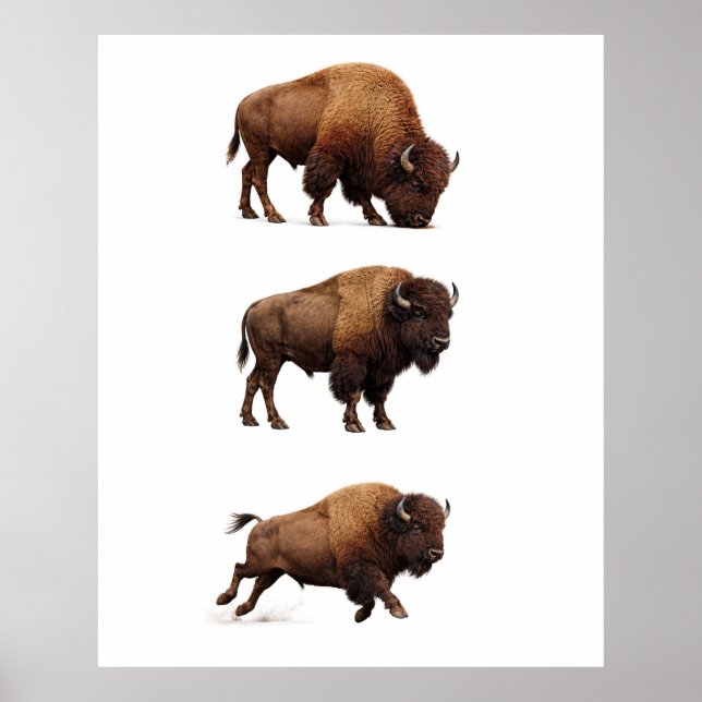 Bison Vilda Djur Väggkonst Affisch (Framsidan)