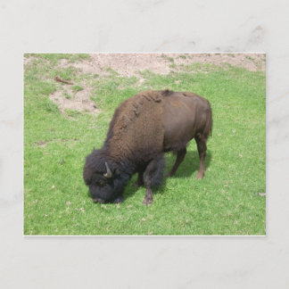 Bison Vykort