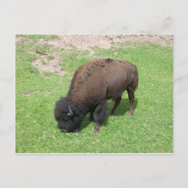 Bison Vykort (Framsida)