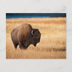 Bison Vykort