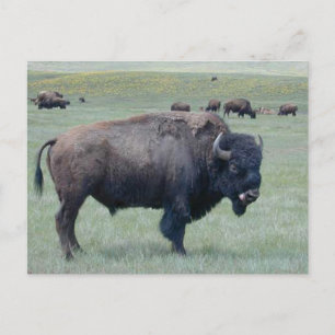 Bison Vykort
