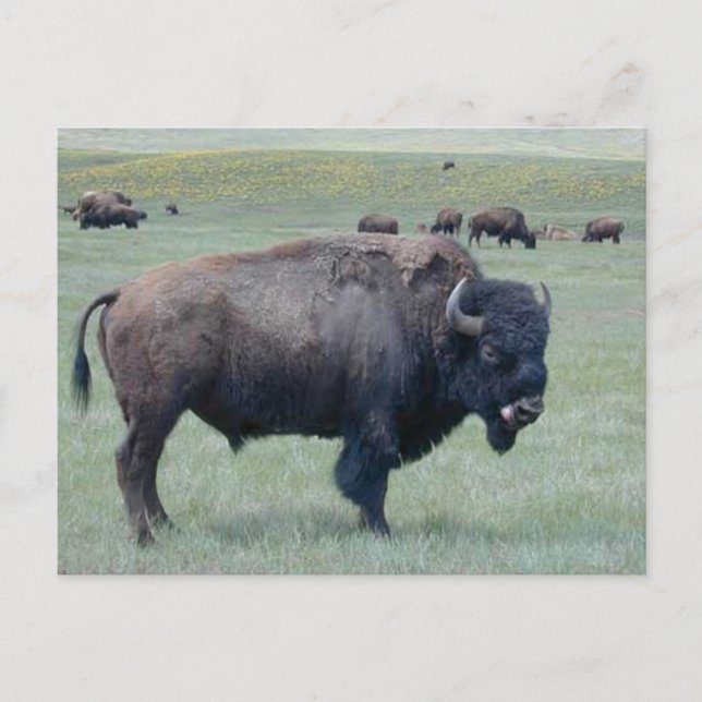 Bison Vykort (Framsida)