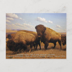 Bison Vykort