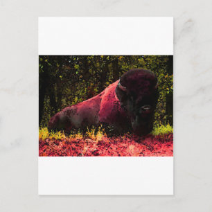 Bison Vykort