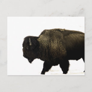 bison vykort