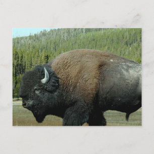 Bison-vykort Vykort