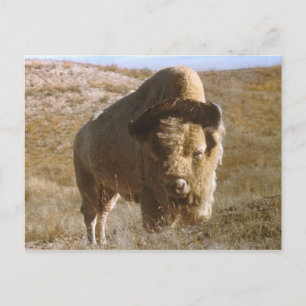 bison-vykort vykort