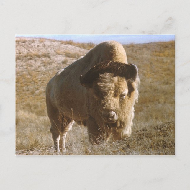 bison-vykort vykort (Framsida)