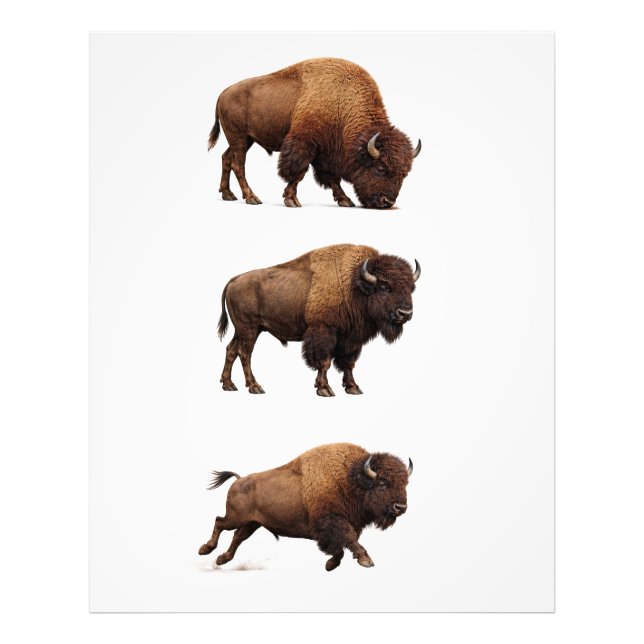 Bison Wildlife Väggkonst Poster (Framsidan)