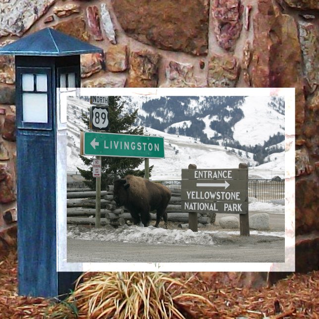 BIson, Yellowstone Entrance, Gardiner, MT Vykort (Skapare uppladdad)