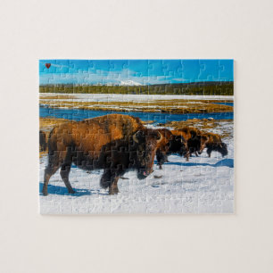 Bison Yellowstone Wyoming Pussel