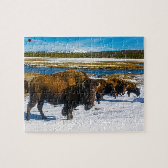 Bison Yellowstone Wyoming Pussel (Horisontell)