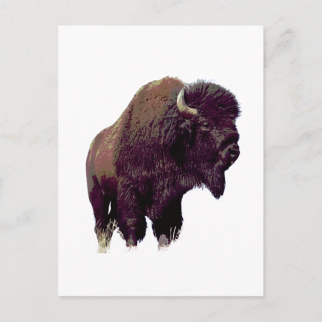 Bisonbuffel  vykort (Framsida)