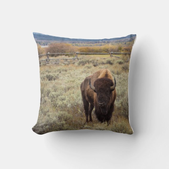 Bisonen kudder kudde (Framsida)