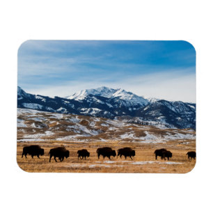 Bisonflyttning Magnet