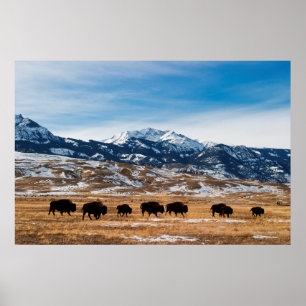 Bisonflyttning Poster