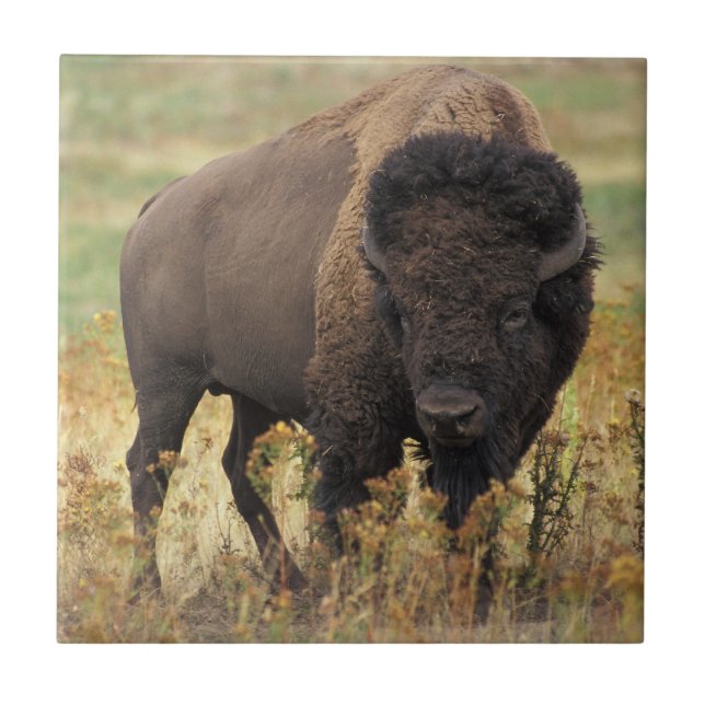 Bisonfoto Kakelplatta (Framsidan)